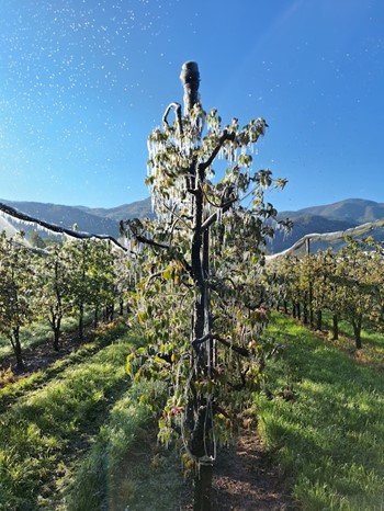 l'aspersion sur frondaison afin de protéger les bourgeons floraux.